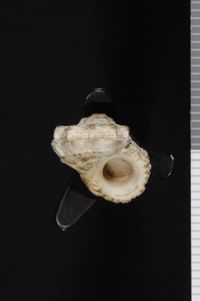 To ANSP Malacology Collection in GBIF (catalog no. 38472)