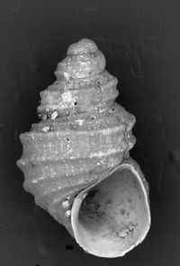 To ANSP Malacology Collection in GBIF (catalog no. 67907)