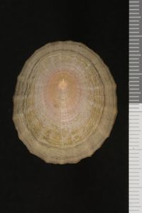 To ANSP Malacology Collection in GBIF (catalog no. 65091)