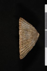 To ANSP Malacology Collection in GBIF (catalog no. 62416)