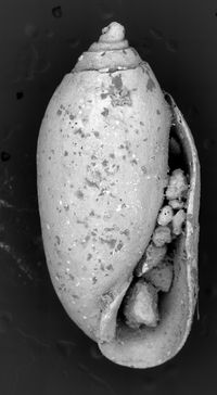 To ANSP Malacology Collection in GBIF (catalog no. 57337)
