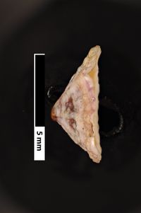 To ANSP Malacology Collection in GBIF (catalog no. 86131)