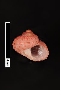 To ANSP Malacology Collection in GBIF (catalog no. 85978)