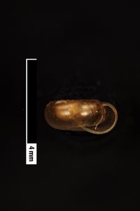 To ANSP Malacology Collection in GBIF (catalog no. 82976)