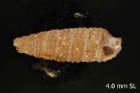 To ANSP Malacology Collection in GBIF (catalog no. 339948)