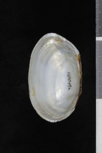 To ANSP Malacology Collection in GBIF (catalog no. 189249)