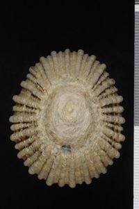 To ANSP Malacology Collection in GBIF (catalog no. 62417)