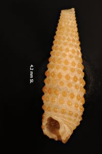 To ANSP Malacology Collection in GBIF (catalog no. 56881)