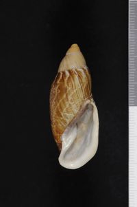 To ANSP Malacology Collection in GBIF (catalog no. 94269)