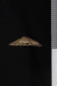 To ANSP Malacology Collection in GBIF (catalog no. 86132)