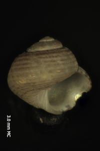 To ANSP Malacology Collection in GBIF (catalog no. 38193)