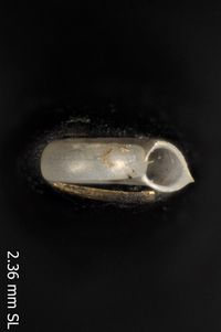 To ANSP Malacology Collection in GBIF (catalog no. 359090)