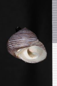 To ANSP Malacology Collection in GBIF (catalog no. 40541)