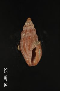 To ANSP Malacology Collection in GBIF (catalog no. 6497)