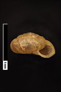 To ANSP Malacology Collection in GBIF (catalog no. 12122)