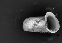 To ANSP Malacology Collection in GBIF (catalog no. 359091)