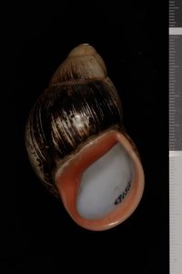 To ANSP Malacology Collection in GBIF (catalog no. 69158)