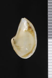 To ANSP Malacology Collection in GBIF (catalog no. 190960)