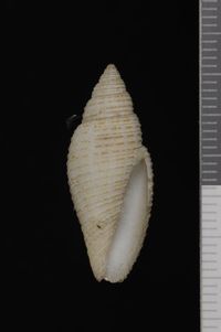 To ANSP Malacology Collection in GBIF (catalog no. 85994)