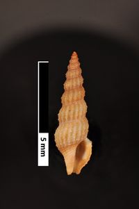 To ANSP Malacology Collection in GBIF (catalog no. 86128)