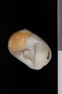 To ANSP Malacology Collection in GBIF (catalog no. 85956)