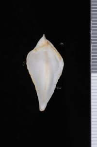 To ANSP Malacology Collection in GBIF (catalog no. 54318)