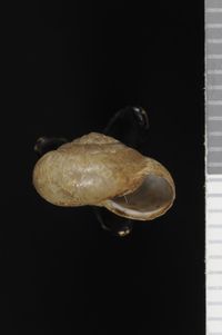 To ANSP Malacology Collection in GBIF (catalog no. 210612)