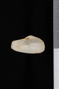 To ANSP Malacology Collection in GBIF (catalog no. 78093)