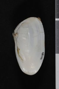 To ANSP Malacology Collection in GBIF (catalog no. 70486)