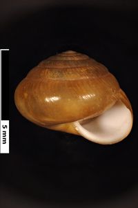 To ANSP Malacology Collection in GBIF (catalog no. 68454)