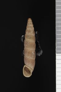 To ANSP Malacology Collection in GBIF (catalog no. 183972)