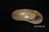 To ANSP Malacology Collection in GBIF (catalog no. 150604)