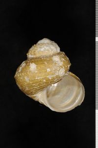 To ANSP Malacology Collection in GBIF (catalog no. 190929)