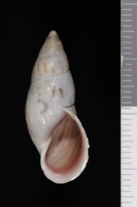 To ANSP Malacology Collection in GBIF (catalog no. 192929)