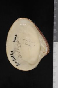 To ANSP Malacology Collection in GBIF (catalog no. 178909)