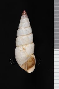 To ANSP Malacology Collection in GBIF (catalog no. 62966)