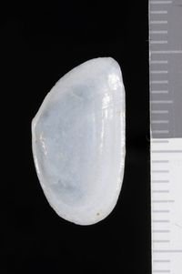 To ANSP Malacology Collection in GBIF (catalog no. 178910)