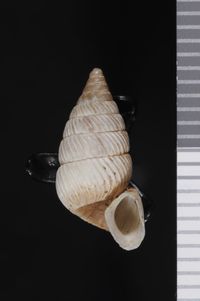 To ANSP Malacology Collection in GBIF (catalog no. 98112)