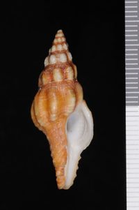 To ANSP Malacology Collection in GBIF (catalog no. 196459)