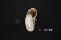 To ANSP Malacology Collection in GBIF (catalog no. 91318)