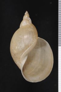 To ANSP Malacology Collection in GBIF (catalog no. 89710)