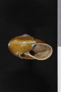 To ANSP Malacology Collection in GBIF (catalog no. 159752)
