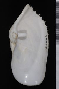 To ANSP Malacology Collection in GBIF (catalog no. 50809)