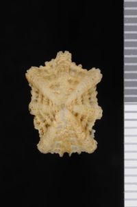 To ANSP Malacology Collection in GBIF (catalog no. 195983)