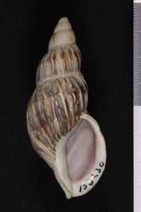 To ANSP Malacology Collection in GBIF (catalog no. 156230)