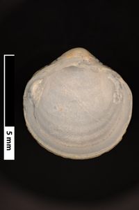 To ANSP Malacology Collection in GBIF (catalog no. 211871)