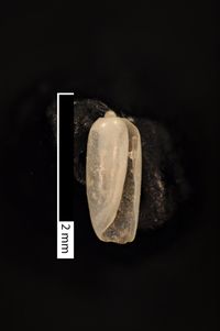 To ANSP Malacology Collection in GBIF (catalog no. 211895)