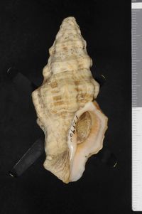 To ANSP Malacology Collection in GBIF (catalog no. 173960)