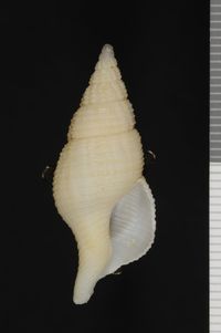 To ANSP Malacology Collection in GBIF (catalog no. 418034)