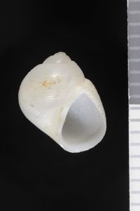 To ANSP Malacology Collection in GBIF (catalog no. 175025)